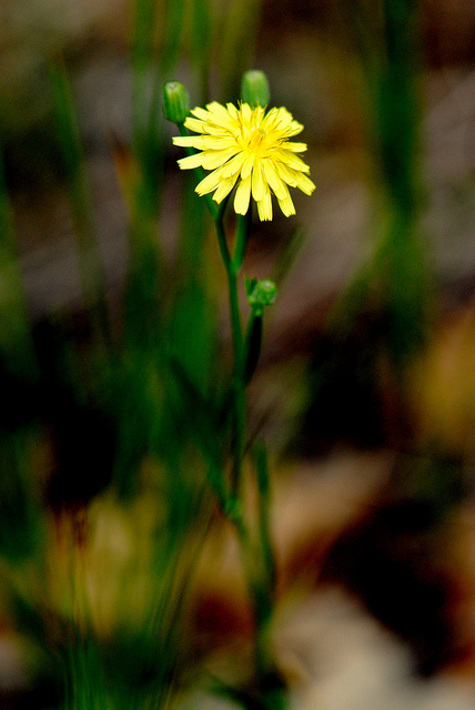 Accipitrine