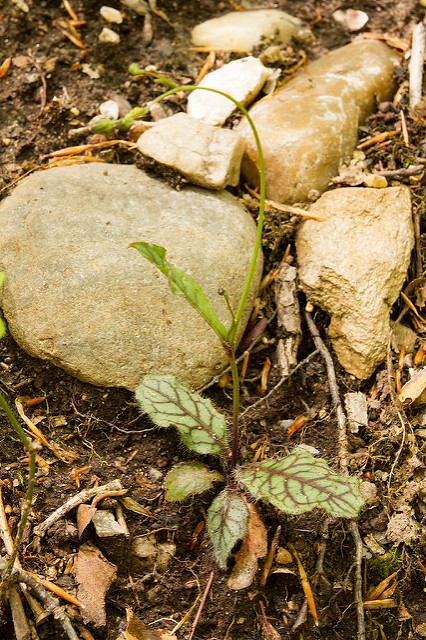 Hieracium venosum (Hieracium venosum)