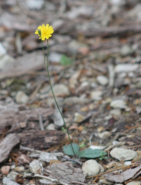 Hieracium venosum