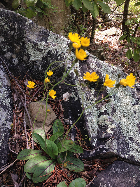 Hieracium venosum