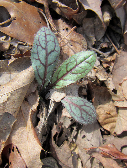 Hieracium venosum