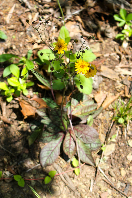 Hieracium venosum