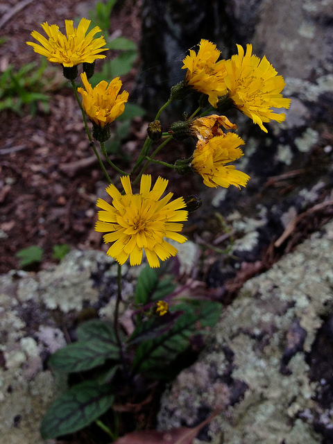 Hieracium venosum