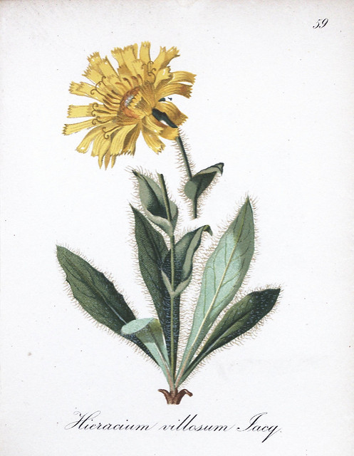 épervière velue
