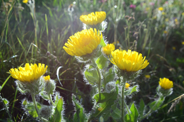 Épervière velue (Hieracium villosum)