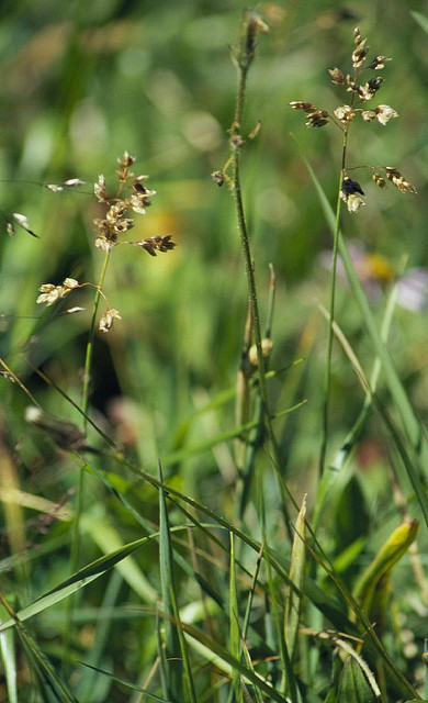 Avoine odorante