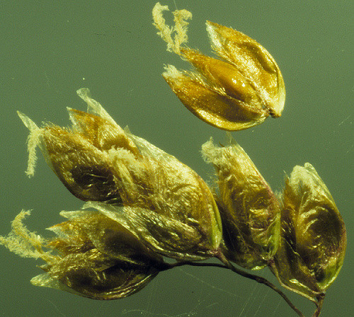 Avoine odorante