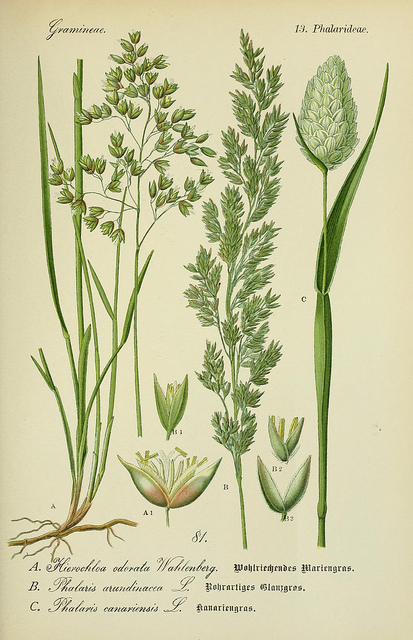 Avoine odorante