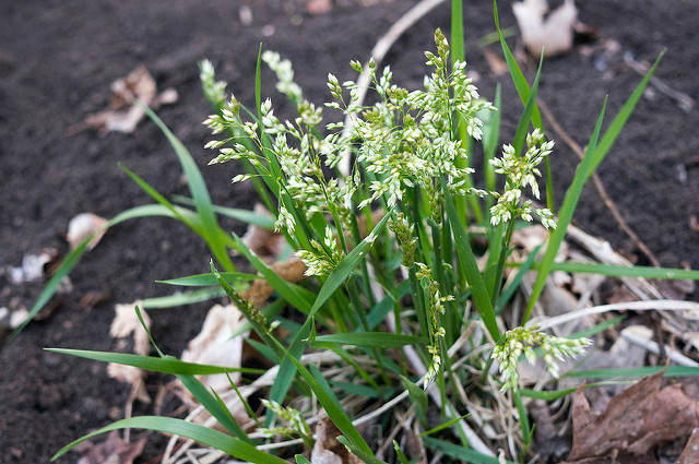 Avoine odorante (Hierochloe odorata)