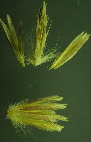 Pleuraphis jamesii
