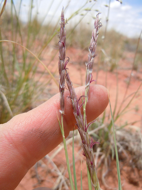 Pleuraphis jamesii