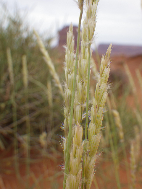 Pleuraphis jamesii