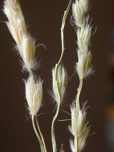 Pleuraphis rigida (Hilaria rigida)