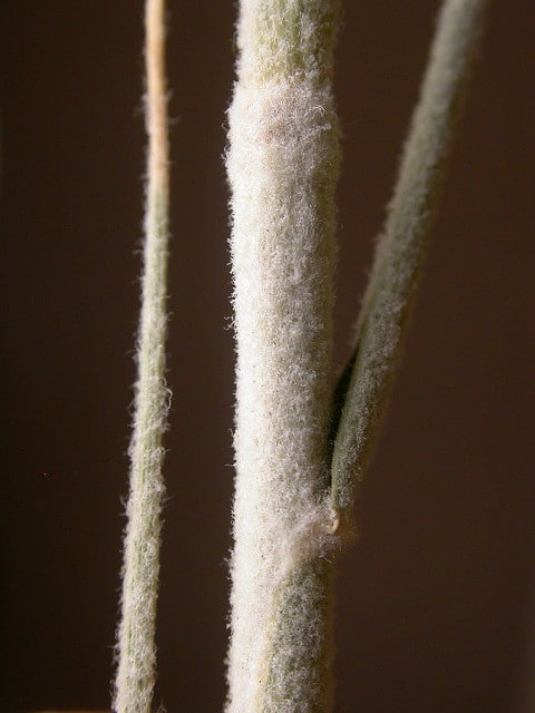 Pleuraphis rigida