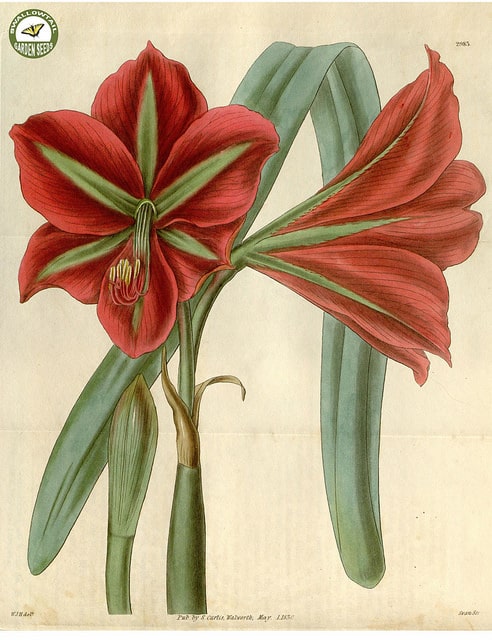 Hippeastrum aulicum