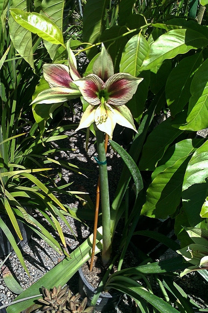 Hippeastrum papilio