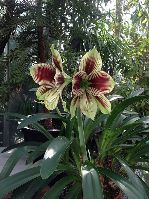 Hippeastrum papilio