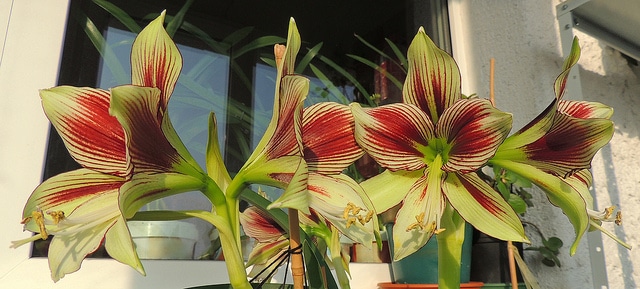 Hippeastrum papilio