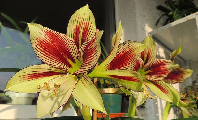 Hippeastrum papilio
