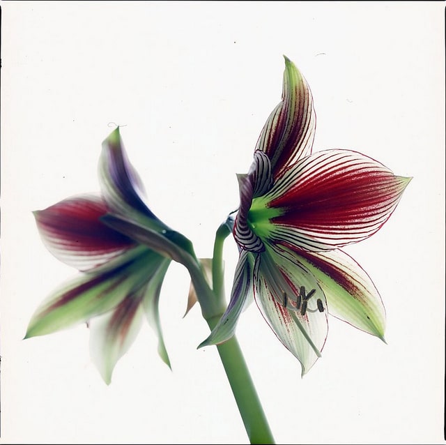 Hippeastrum papilio