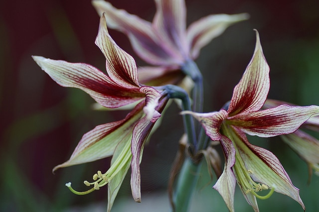 Hippeastrum papilio (Hippeastrum papilio)