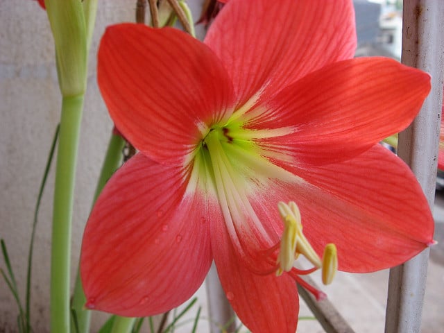 Hippeastrum puniceum