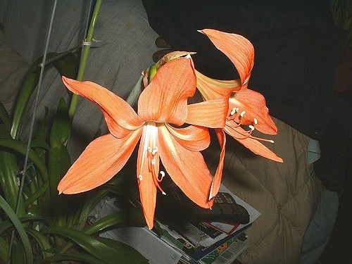 Hippeastrum puniceum