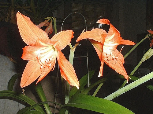 Hippeastrum puniceum