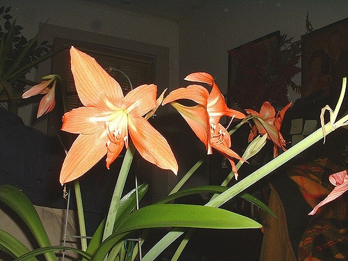 Hippeastrum puniceum