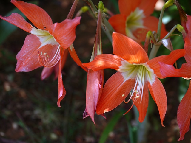 Hippeastrum puniceum