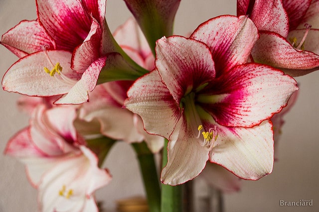 Hippeastrum puniceum (Hippeastrum puniceum)