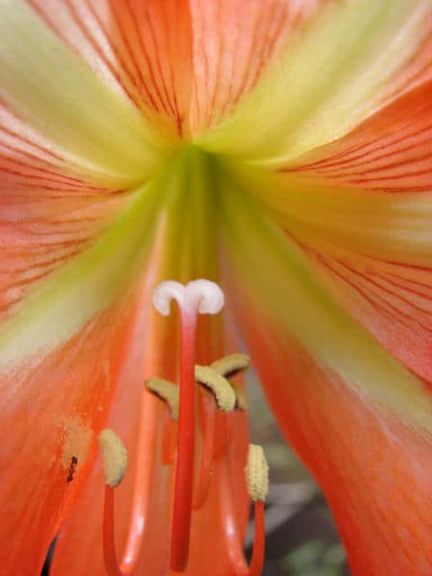 Hippéastre strié (Hippeastrum striatum)