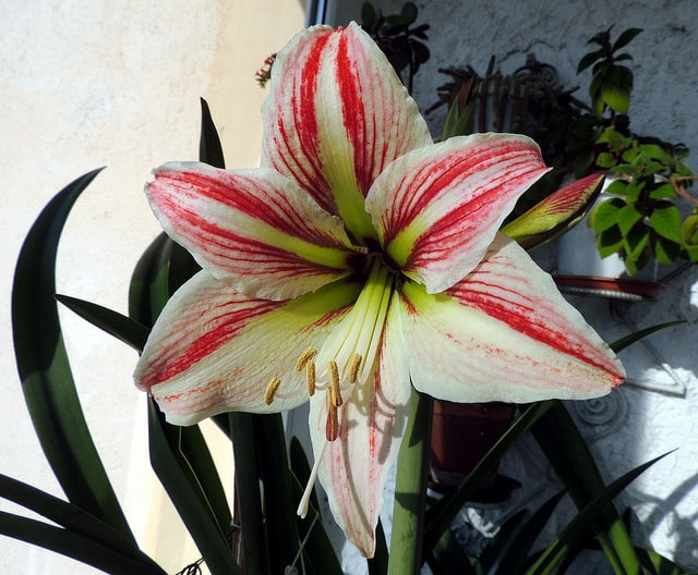 Hippeastrum vittatum