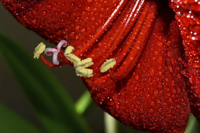 Hippeastrum vittatum