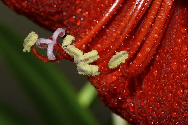 Hippeastrum vittatum