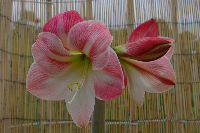 Hippeastrum vittatum