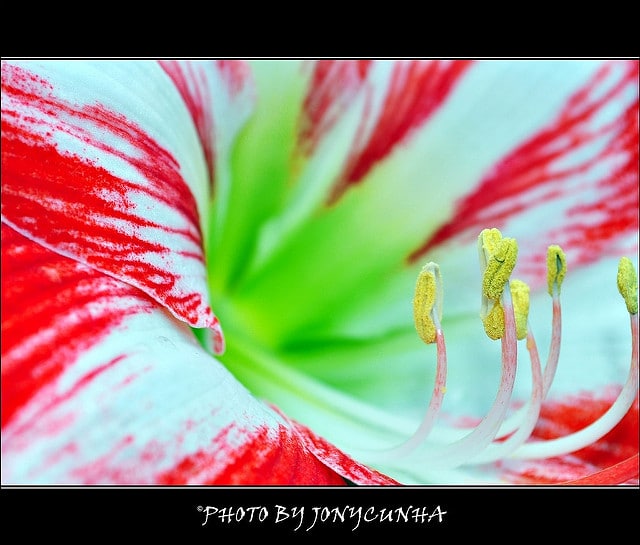 Hippeastrum vittatum
