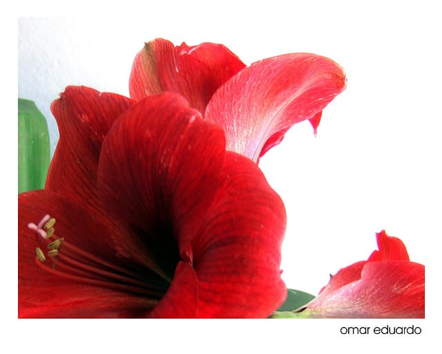 Hippeastrum vittatum (Hippeastrum vittatum)