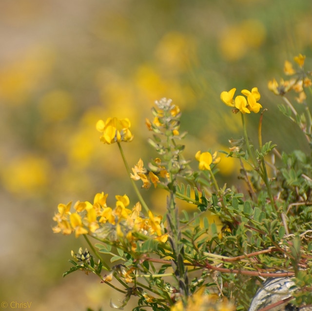 Hippocrépide à toupet (Hippocrepis comosa)