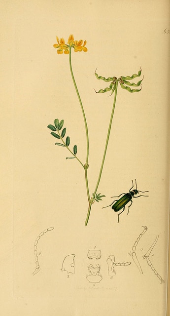 Hippocrépide à toupet