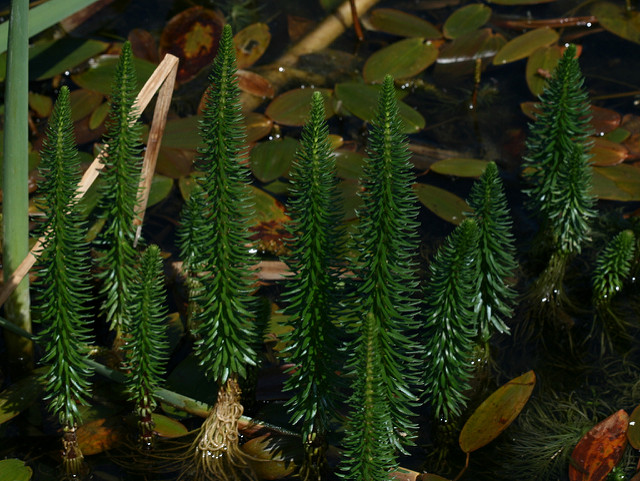 Pesse (Hippuris vulgaris)