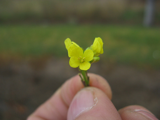Faux rapistre blanchâtre (Hirschfeldia incana)
