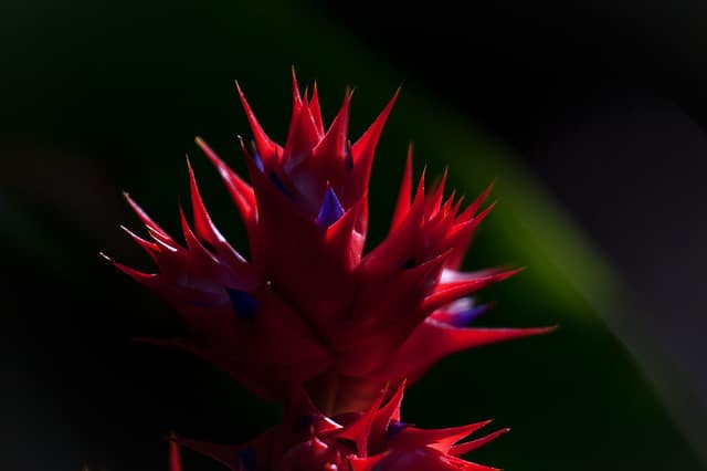 Hohenbergia stellata (Hohenbergia stellata)