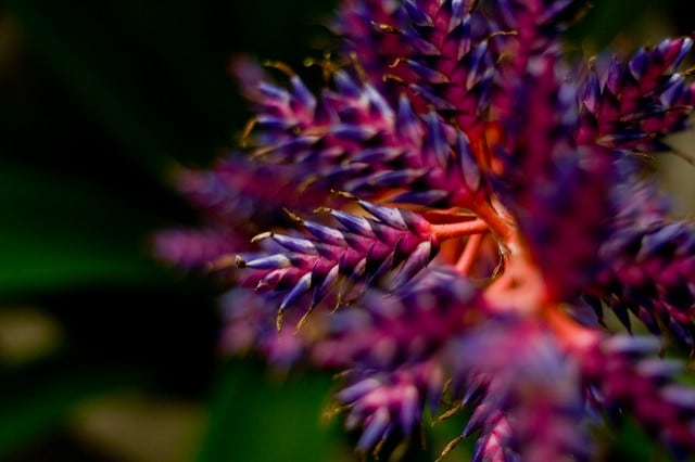 Hohenbergia stellata