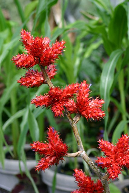 Hohenbergia stellata