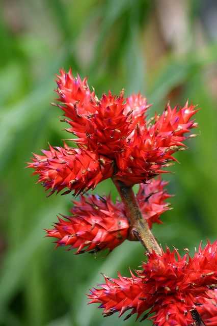 Hohenbergia stellata