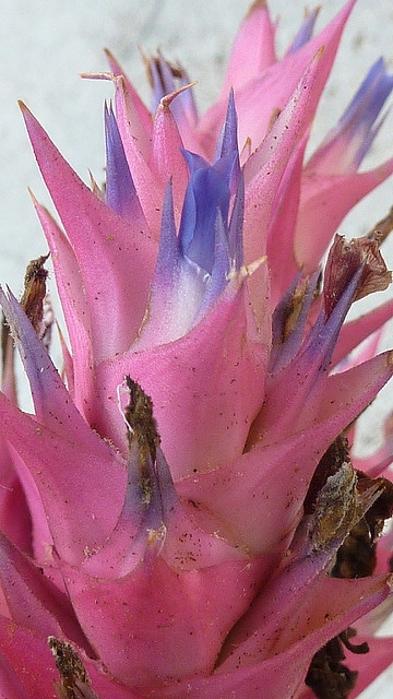 Hohenbergia stellata