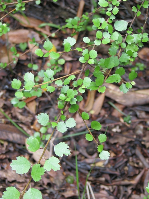Hoheria sexstylosa (Hoheria sexstylosa)