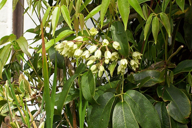 Holboellia coriacea