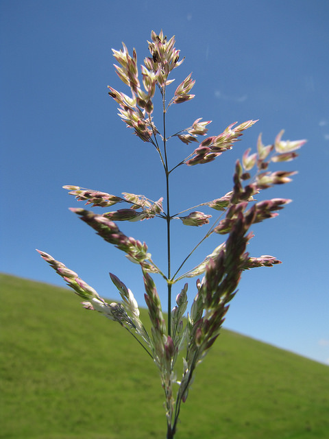 Houlque laineuse